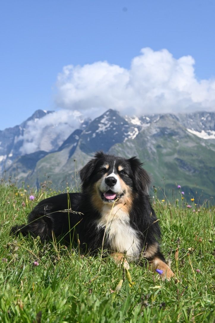 Pao Des Bergers Aux Yeux De Ciel