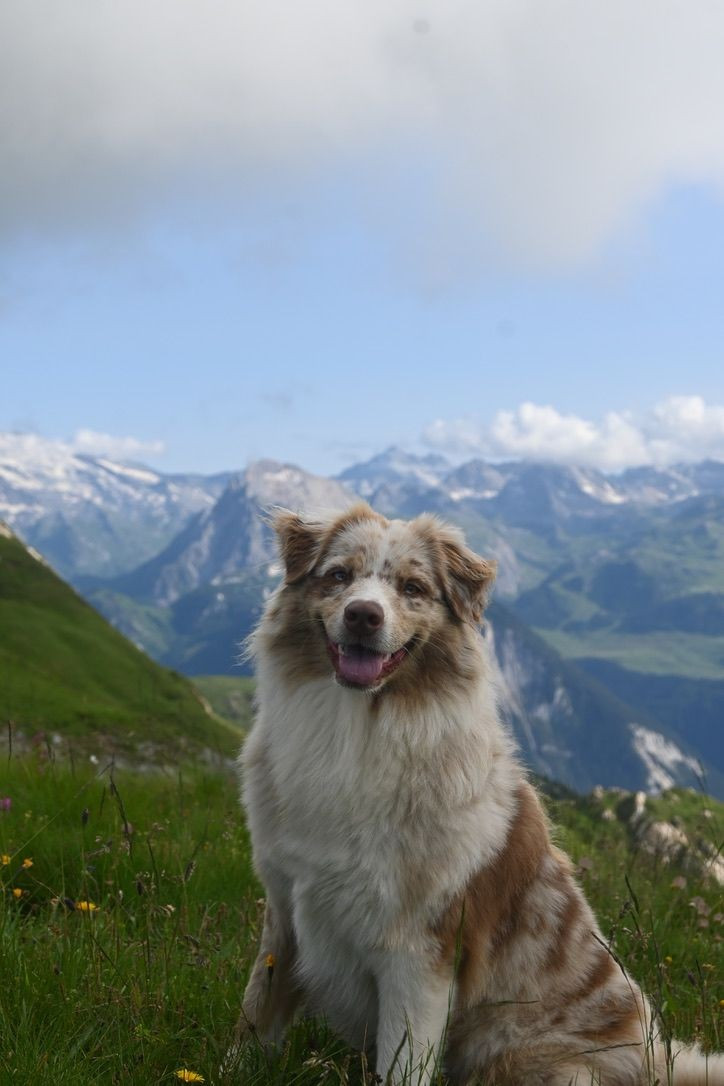 U bubble tea uva des mille et une pattounes Du Charme De Bonnance