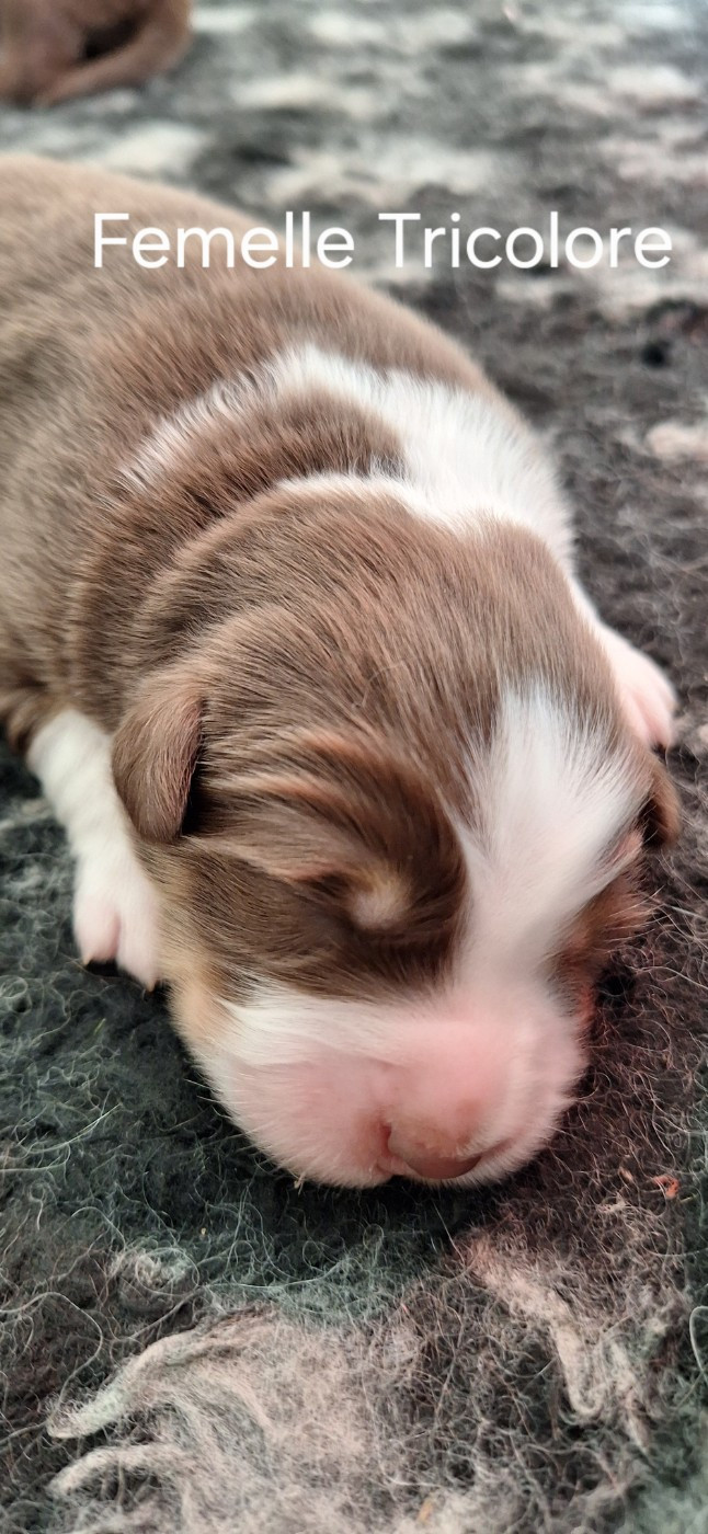 Du Charme De Bonnance - Chiots disponibles - Berger Australien