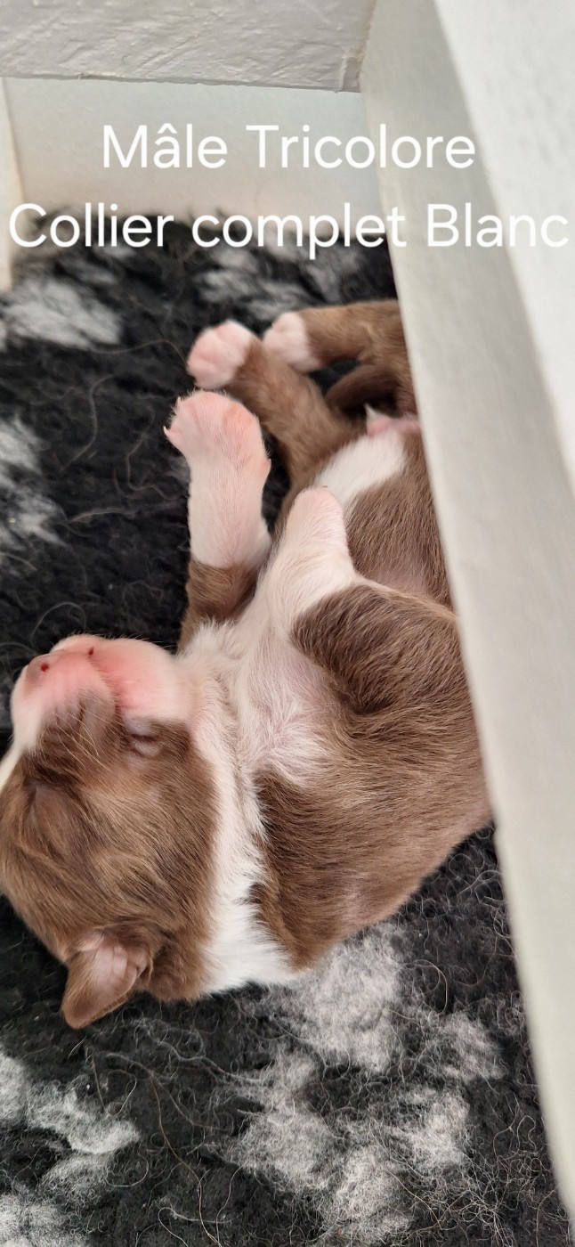 Du Charme De Bonnance - Chiots disponibles - Berger Australien