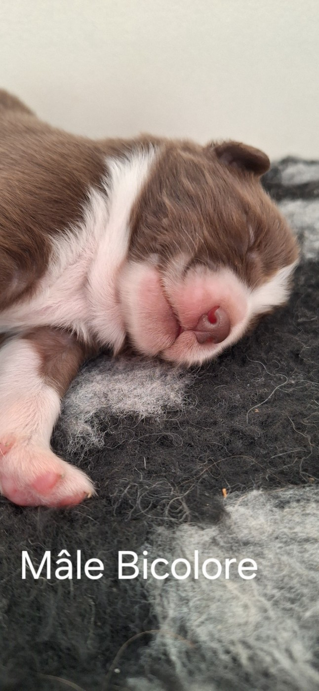 Du Charme De Bonnance - Chiots disponibles - Berger Australien