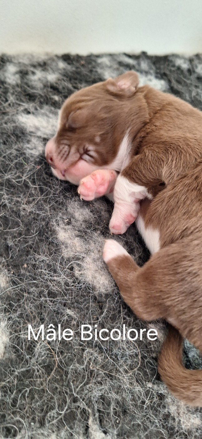 Du Charme De Bonnance - Chiots disponibles - Berger Australien