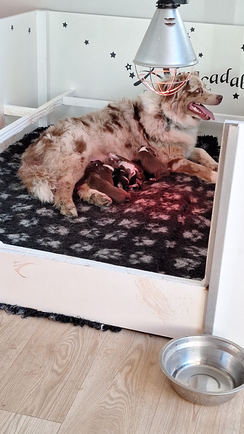 Chiot Berger Australien Du Charme De Bonnance