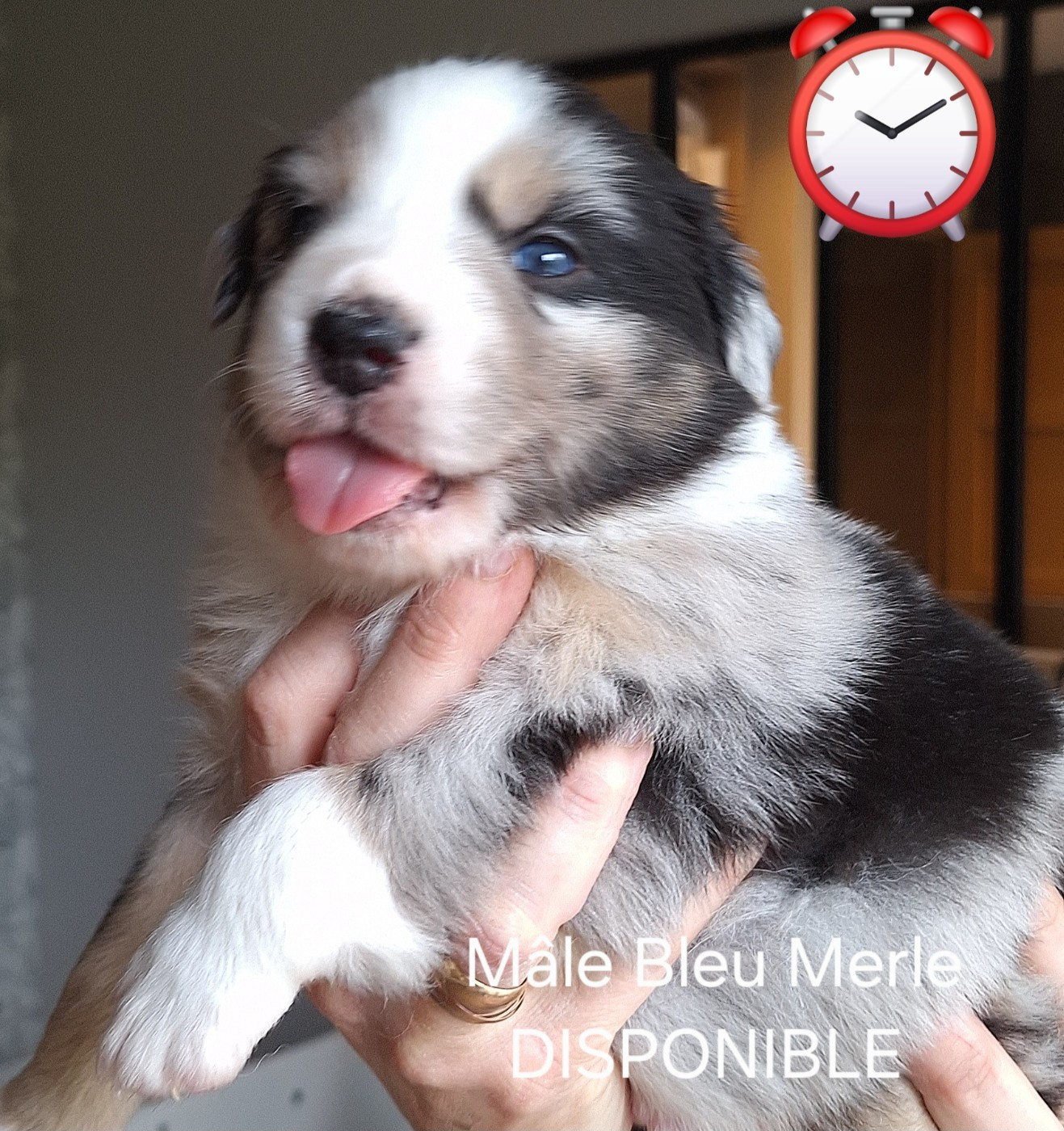 Du Charme De Bonnance - Chiots disponibles - Berger Australien