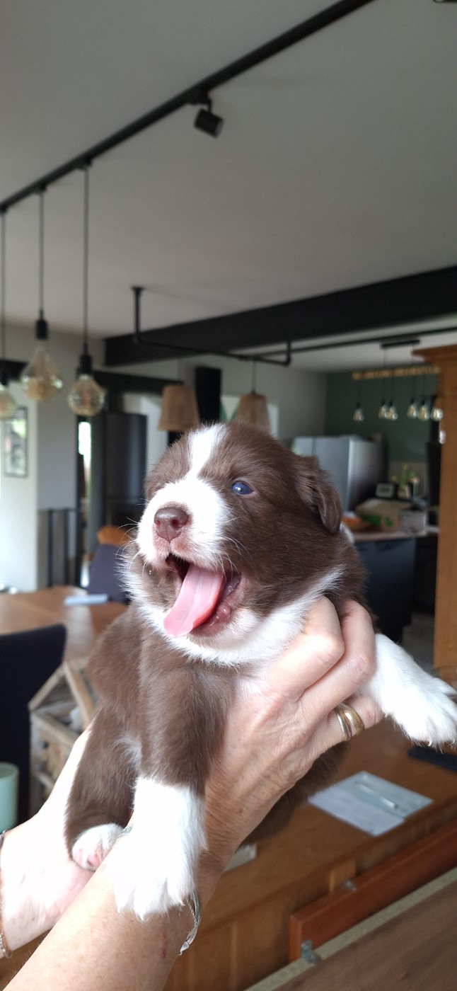 Du Charme De Bonnance - Chiots disponibles - Berger Australien