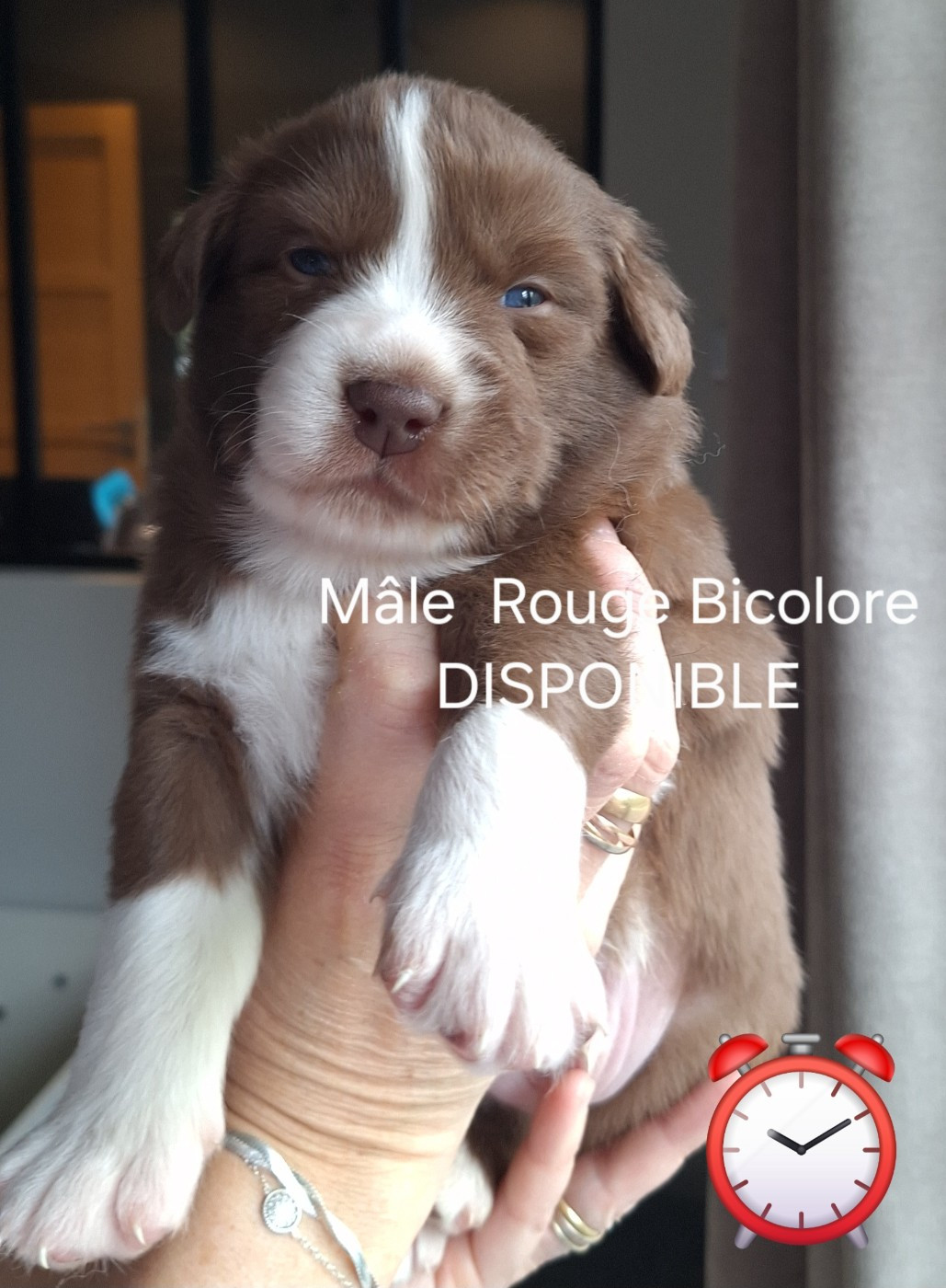 Du Charme De Bonnance - Chiots disponibles - Berger Australien