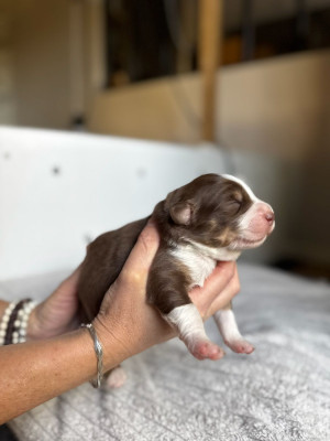 CHIOT 2