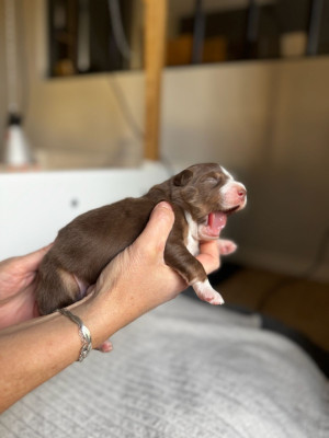 CHIOT 3