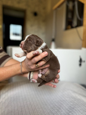 CHIOT 4